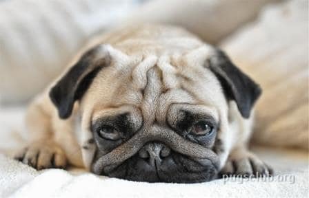 Pug Wrinkle infection Dog