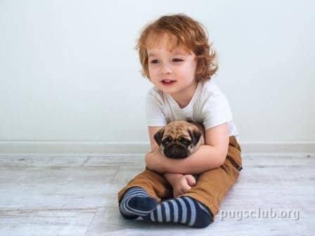 How to take care of Pugs