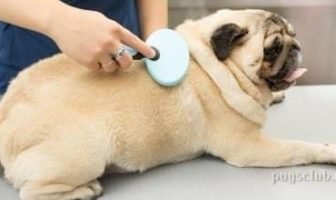Best Deshedding Tools For Pugs