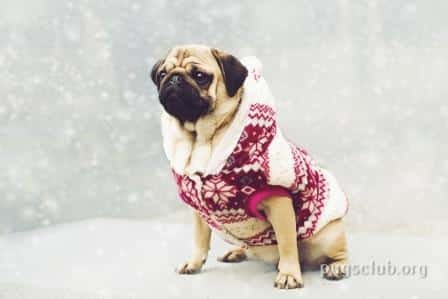 pug jackets coats
