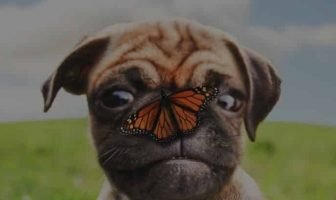 Pug Eyes Problems – One quick way to prevent them