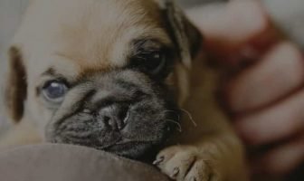 Pug Nose problems – 5 proven ways to avoid them