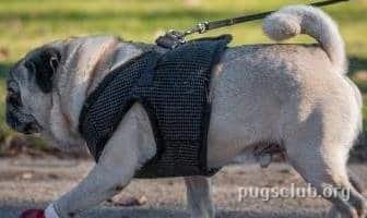 Best Harnesses for Pugs