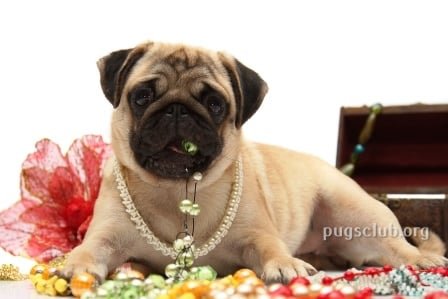 pug jewelry pug lovers
