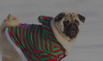 Pug Tail – What you’ve got to know to keep it healthy