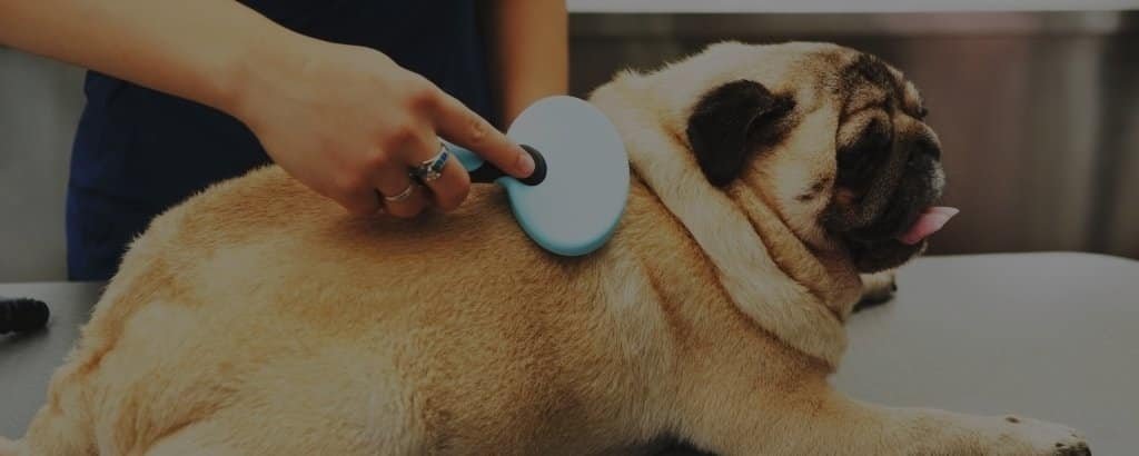 Are Pugs hypoallergenic