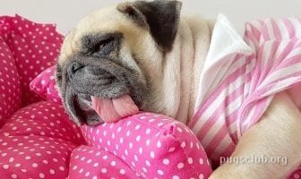best beds for pugs