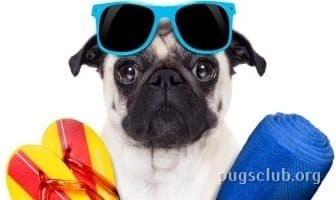Best Sunscreens for Pugs
