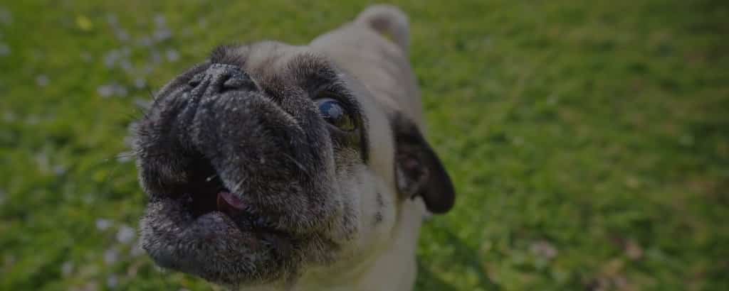 Do Pugs bark