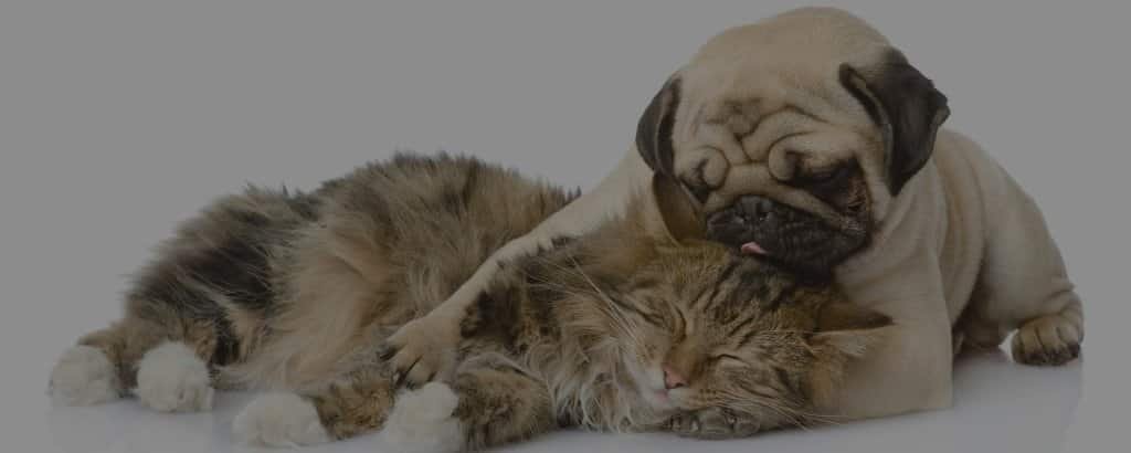 Pugs with cats
