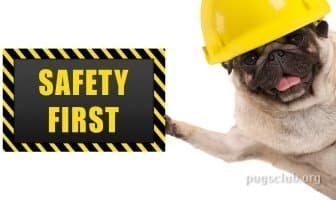 Best First Aid Kits for Pugs