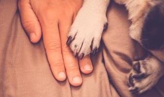 Best Paws Waxes for Pugs