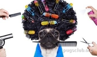 Best Anti/hair Loss Products for Pugs