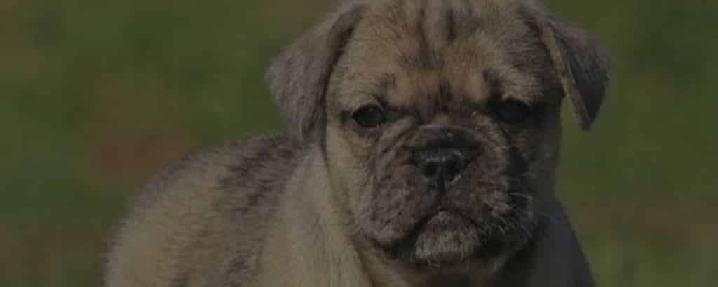 Pug English Bulldog mix