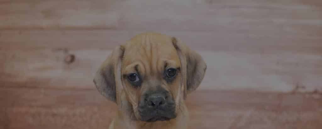 Puggle - Beagle Pug Mix