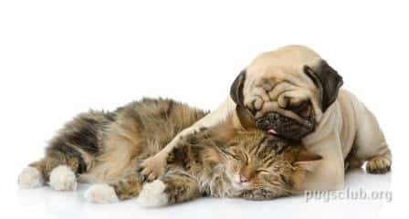 pugs and catspugs personality