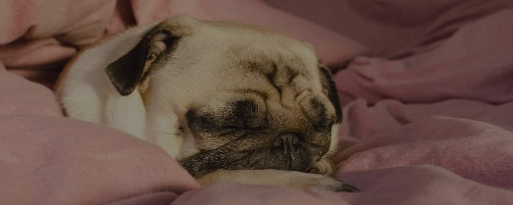 Pugs snore